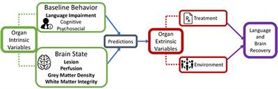 Neuroplasticity of Language Networks in Aphasia: Advances, Updates, and Future Challenges